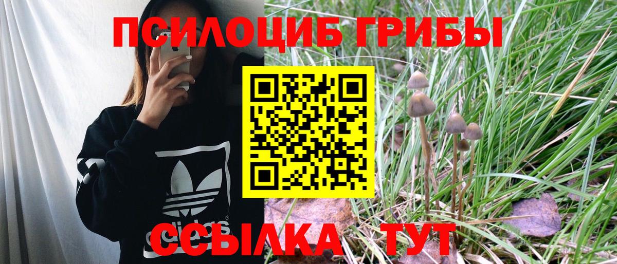 Новодвинск  Галлюциногенные грибы Psilocybine cubensis  Вход с VPN 